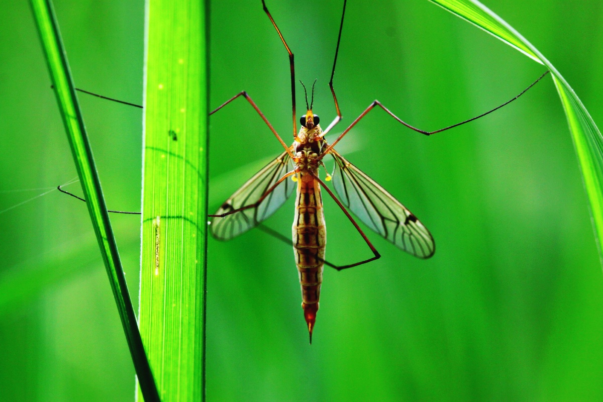 长腿大蚊子