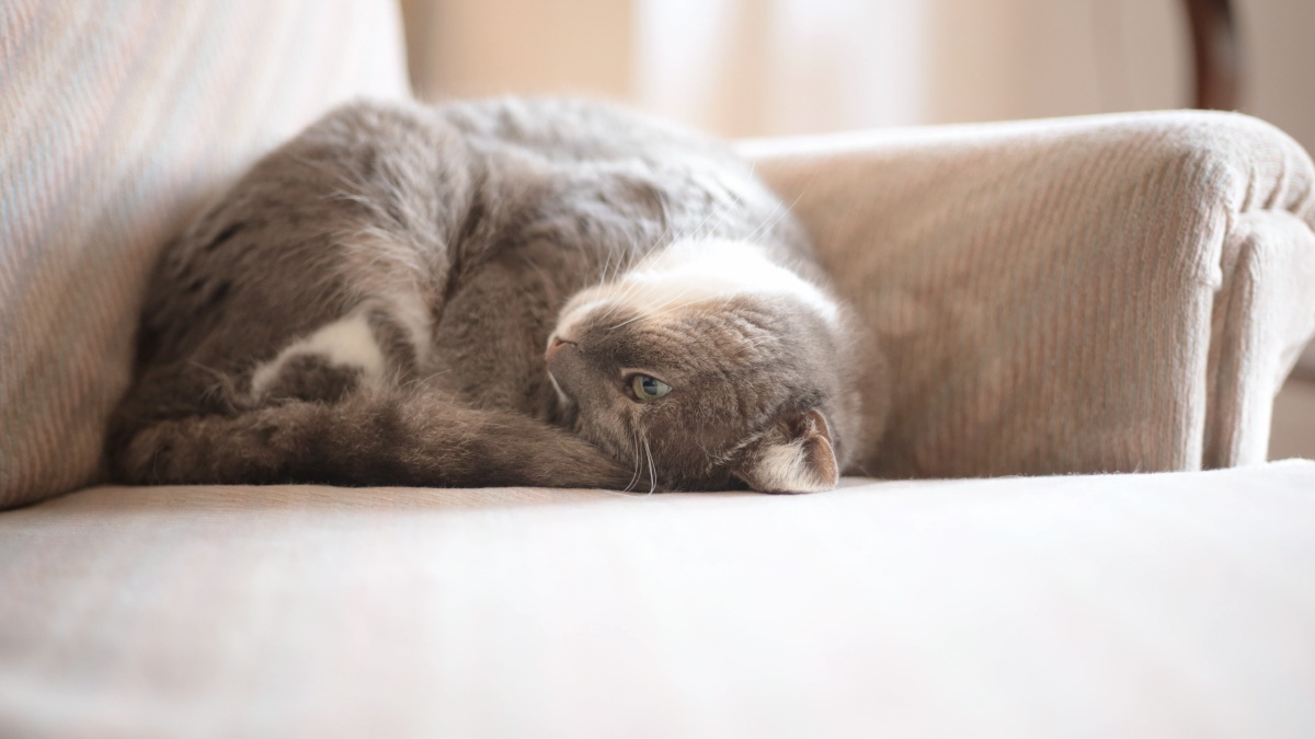 懒洋洋的猫以一个诡异的姿势睡觉.铲屎的,别烦我