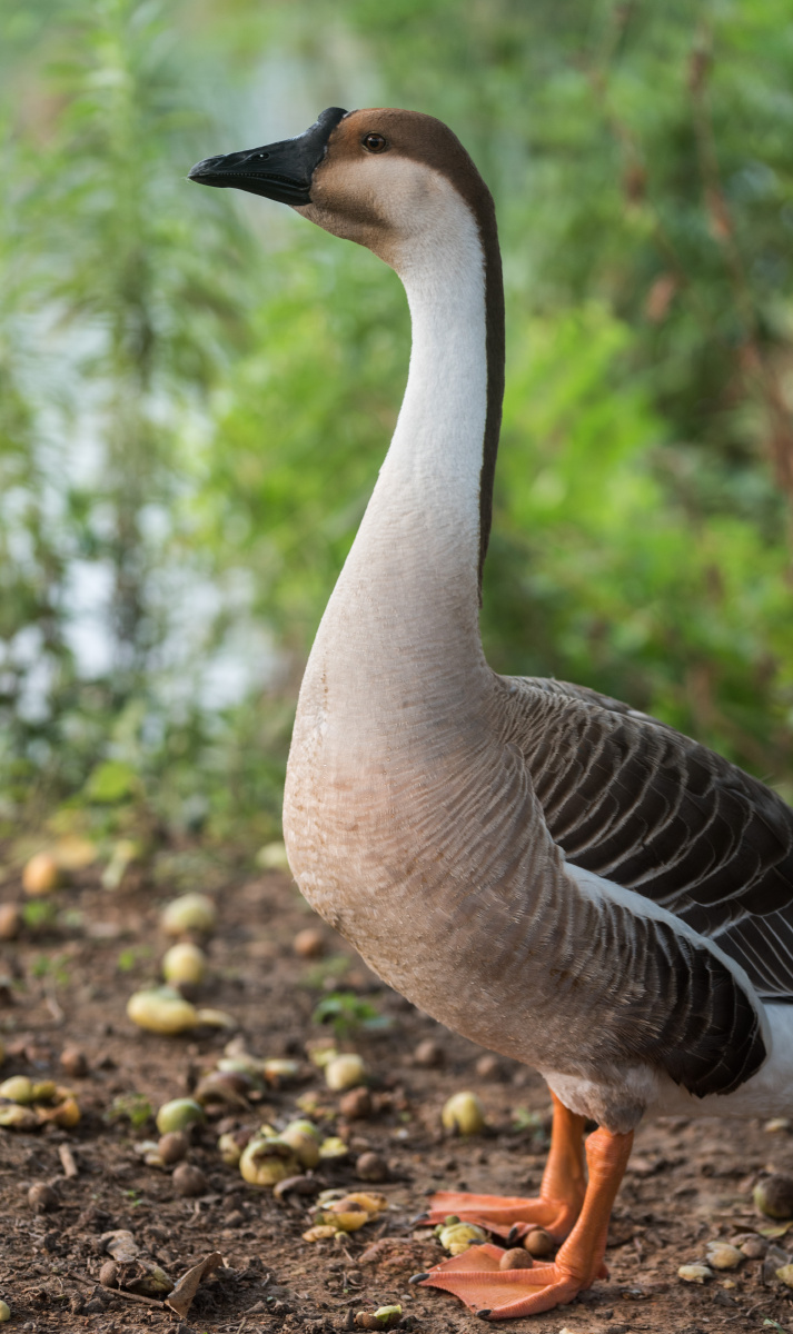 天狼影院手机版动物(天狼影视2021官网)-第3张图片-QuickQ官网