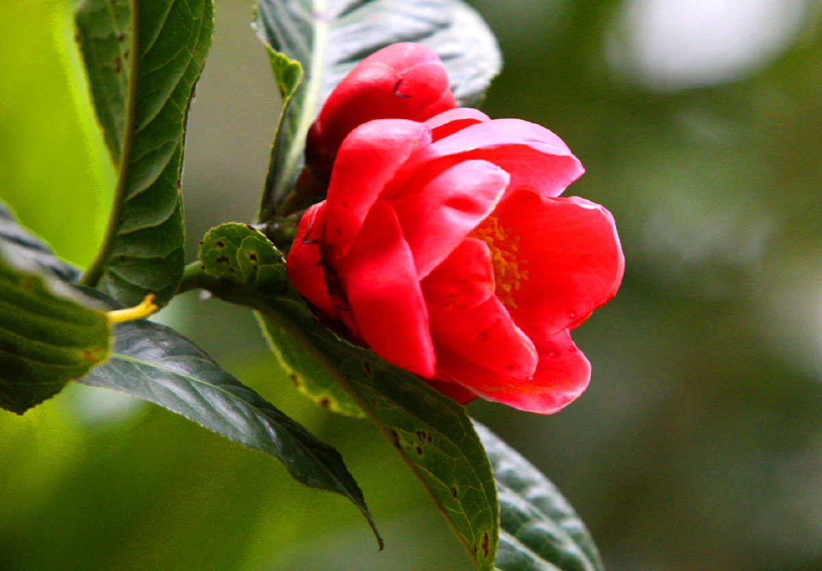红宝石般的茶花花中珍品宝石光泽花瓣厚实坚硬可爱给人清新脱俗淡雅