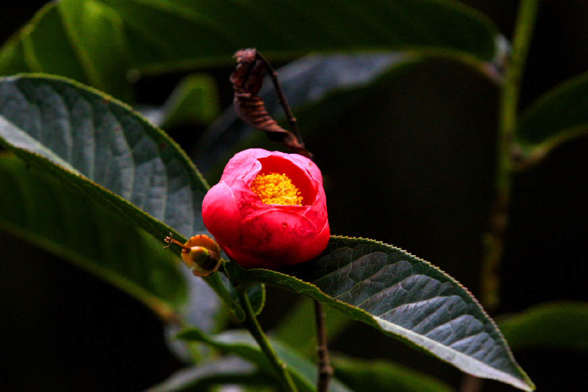 红珍珠茶花中极品