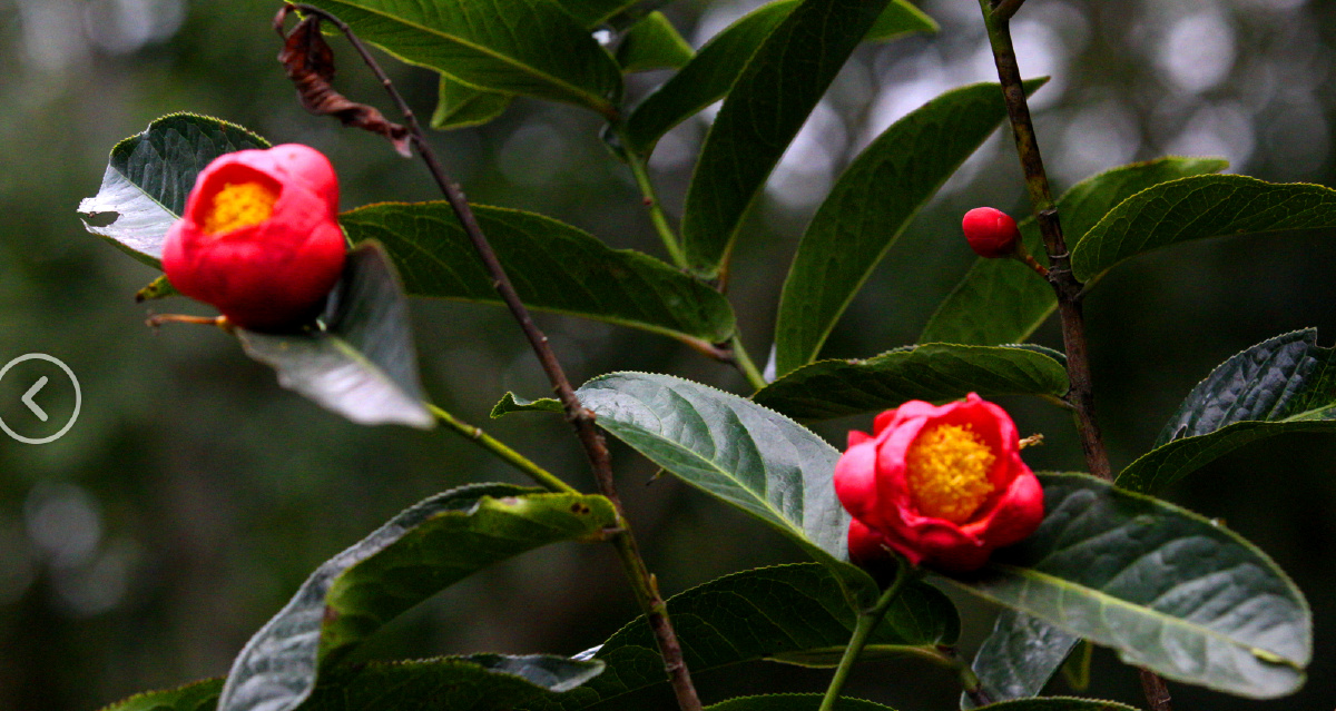 红珍珠茶花中极品