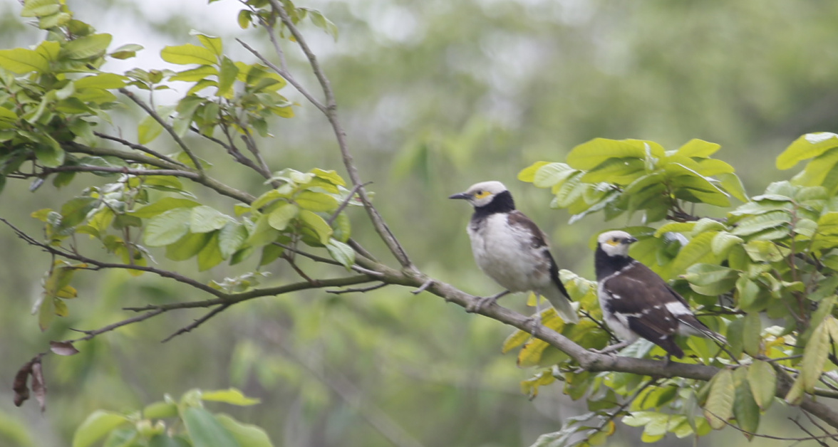 黑领椋鸟俗称花脖子轻歌曼舞