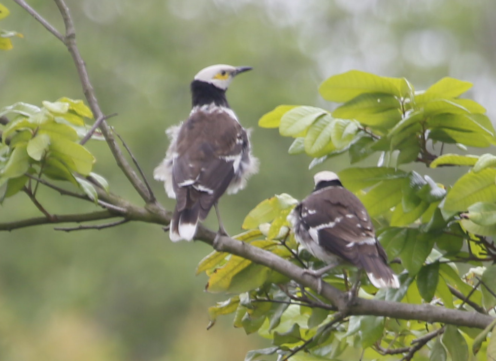 黑领椋鸟俗称花脖子轻歌曼舞