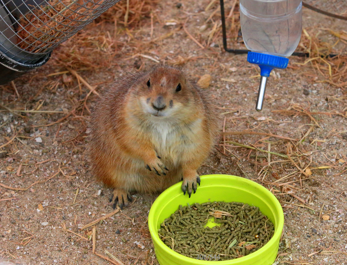草原土拨鼠可爱精灵