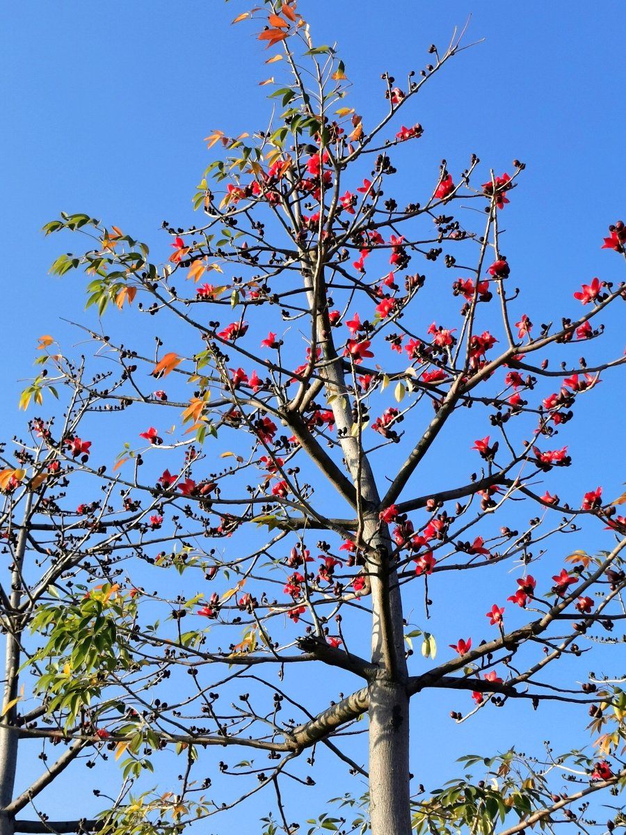 攀枝花木棉花英雄花献给默默无闻抗疫医护及志愿者