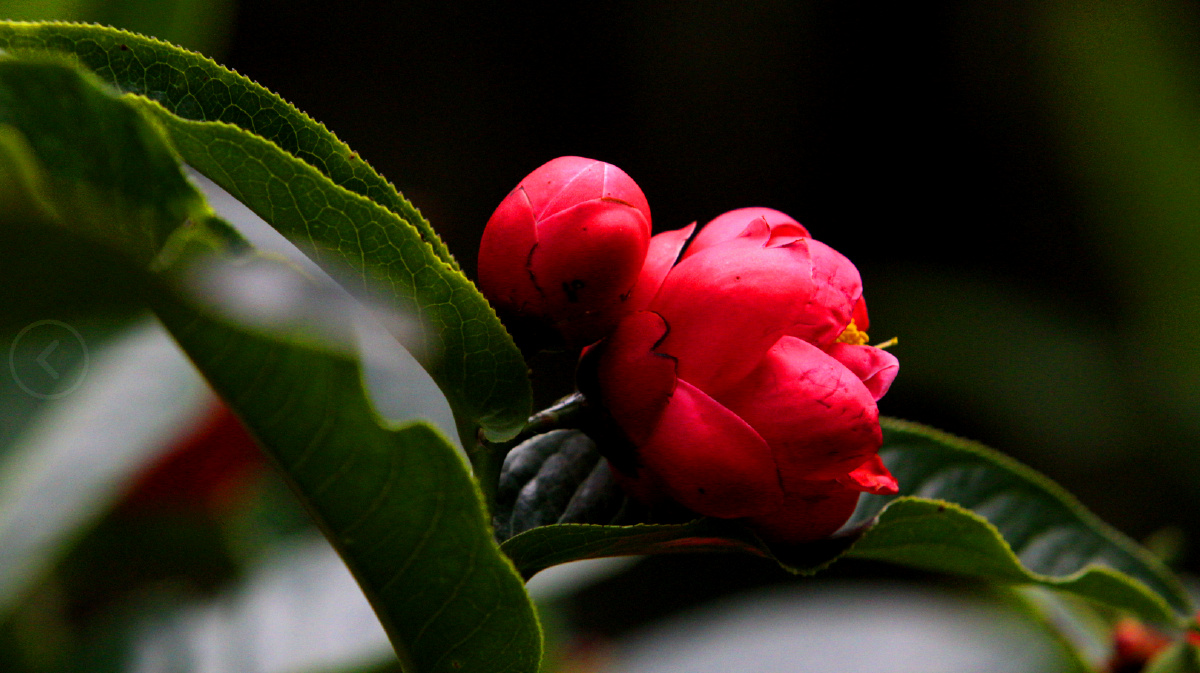 红珍珠茶花中极品