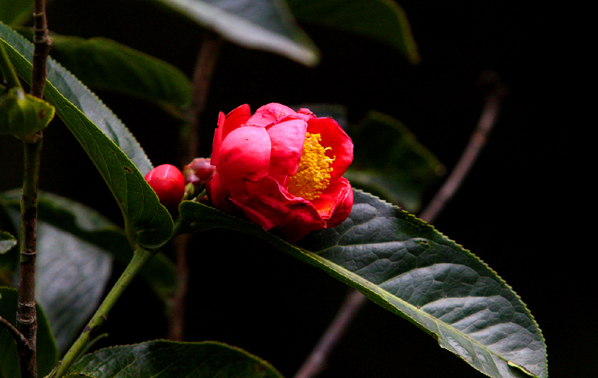 红珍珠茶花中极品
