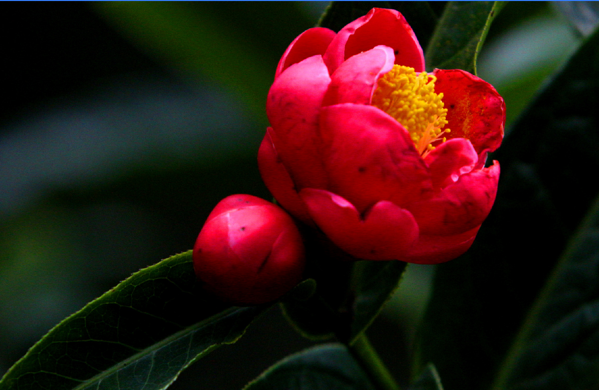 红珍珠茶花中极品