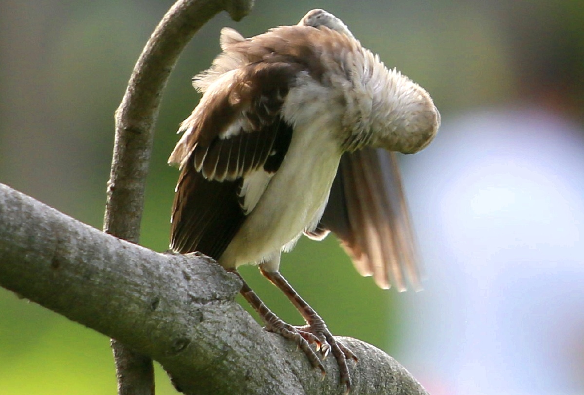 花脖子黑领椋鸟林中精灵累了在树冠上歇一会时而眯眼午休时间到了时而