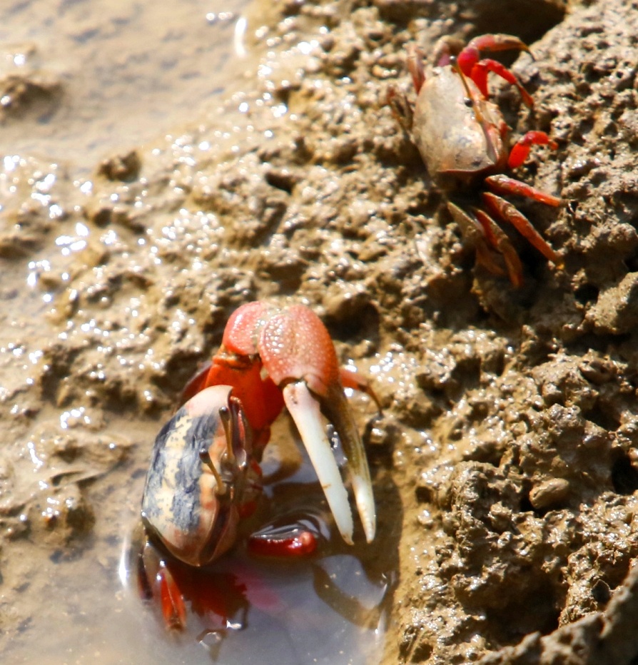 烈日炎炎潮夕蟹觅食打闹不亦乐乎