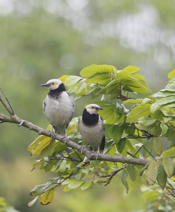 黑领椋鸟俗称花脖子轻歌曼舞