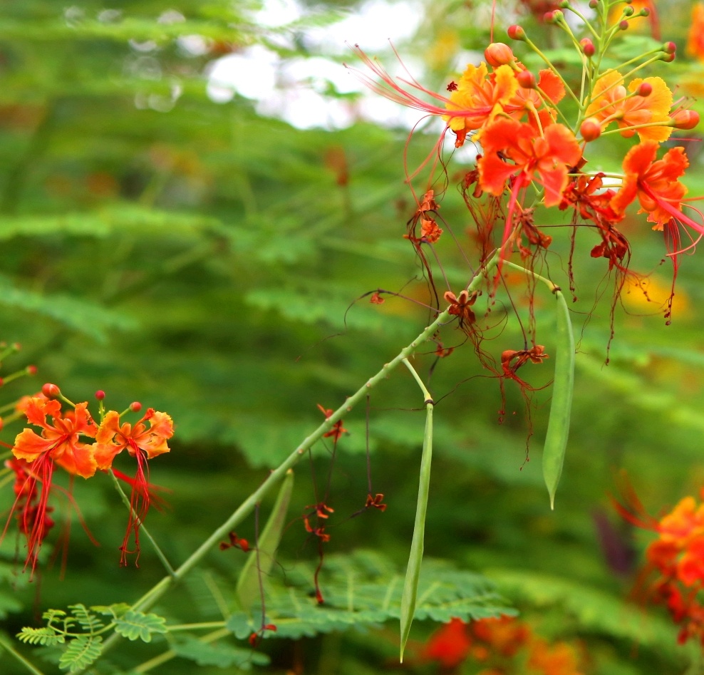 金凤花千姿百态煞是好看花语是冷静和智慧开的像一只一只凤凰漂亮在