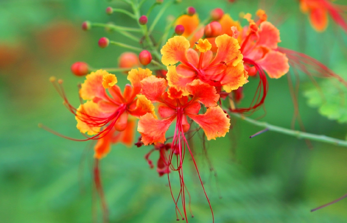 金凤花千姿百态煞是好看花语是冷静和智慧开的像一只一只凤凰漂亮在