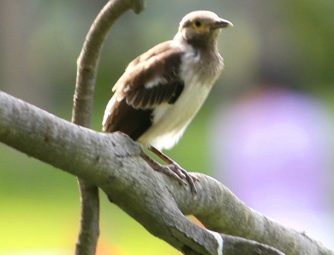 花脖子黑领椋鸟林中精灵累了在树冠上歇一会时而眯眼午休时间到了时而