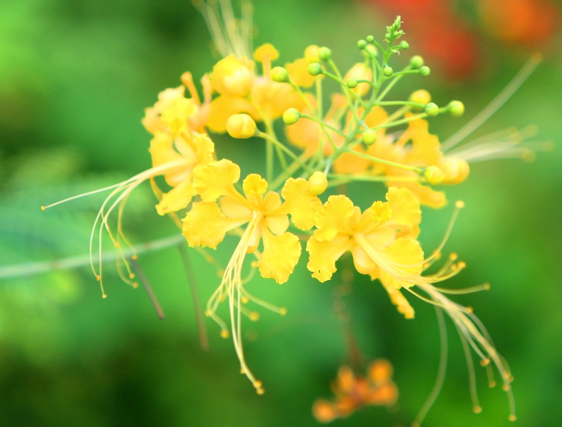 金凤花千姿百态煞是好看花语是冷静和智慧开的像一只
