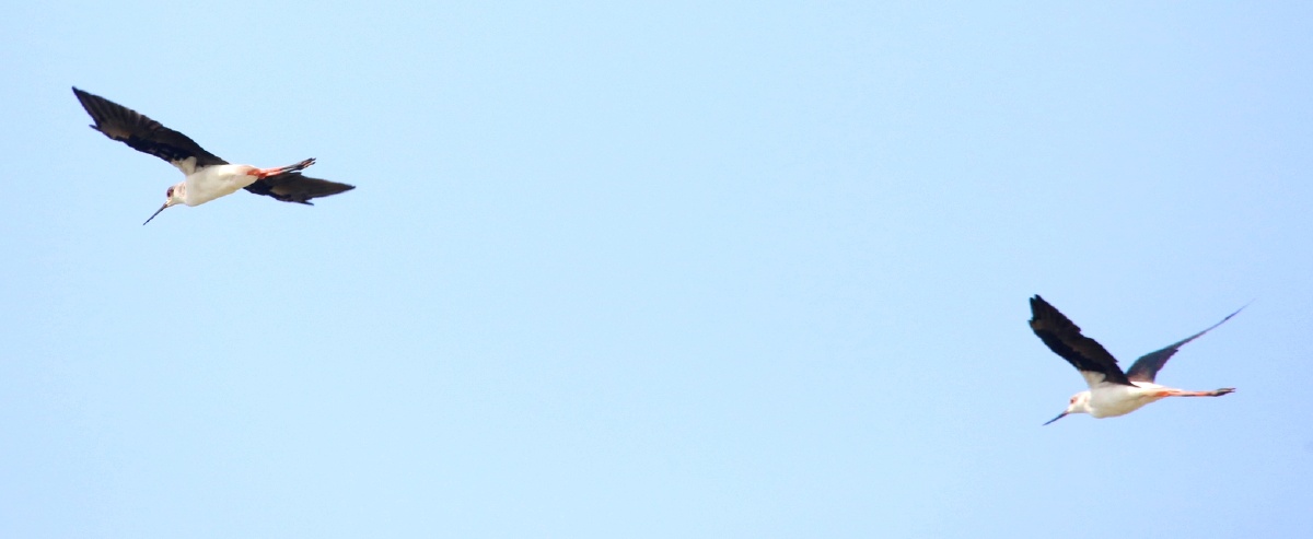 空中矫健的精灵笑傲长空黑翅长脚鹬姿态优美展示天际