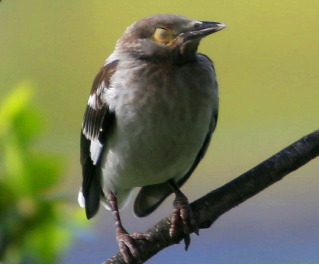花脖子黑领椋鸟林中精灵累了在树冠上歇一会时而眯眼午休时间到了时而