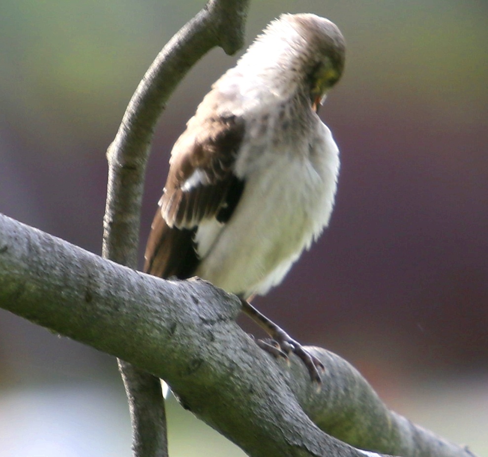 花脖子黑领椋鸟林中精灵累了在树冠上歇一会时而眯眼午休时间到了时而