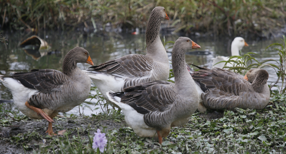 雁鹅,雁鹅属于中国鹅的灰色品种,为中型鹅种的典型