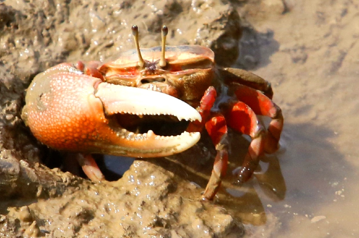 烈日炎炎潮夕蟹觅食打闹不亦乐乎