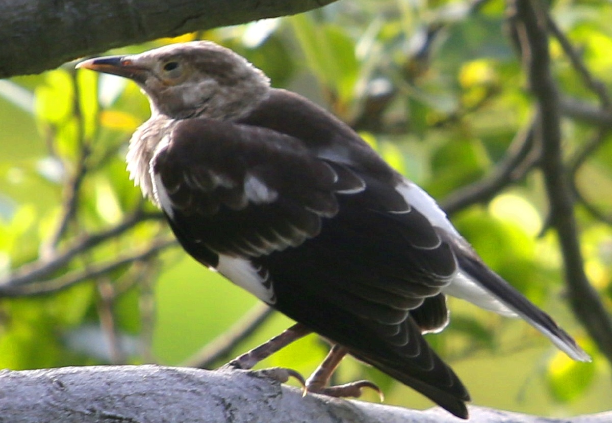 花脖子黑领椋鸟林中精灵累了在树冠上歇一会时而眯眼午休时间到了时而