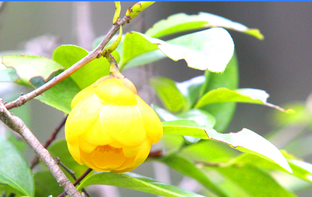 金茶花抱茎茶花花中极品金花俗称植物中的熊猫抱茎花是十大名花俗称红