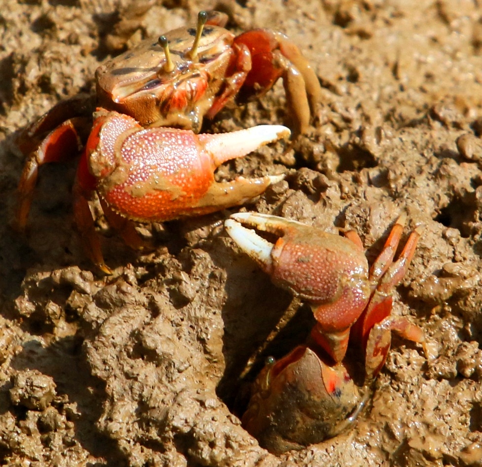 烈日炎炎潮夕蟹觅食打闹不亦乐乎