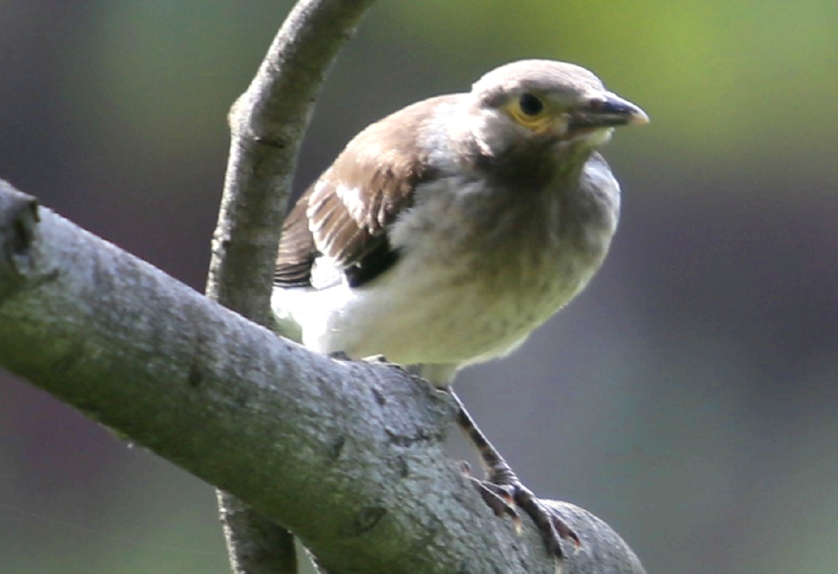 花脖子黑领椋鸟林中精灵累了在树冠上歇一会时而眯眼午休时间到了时而
