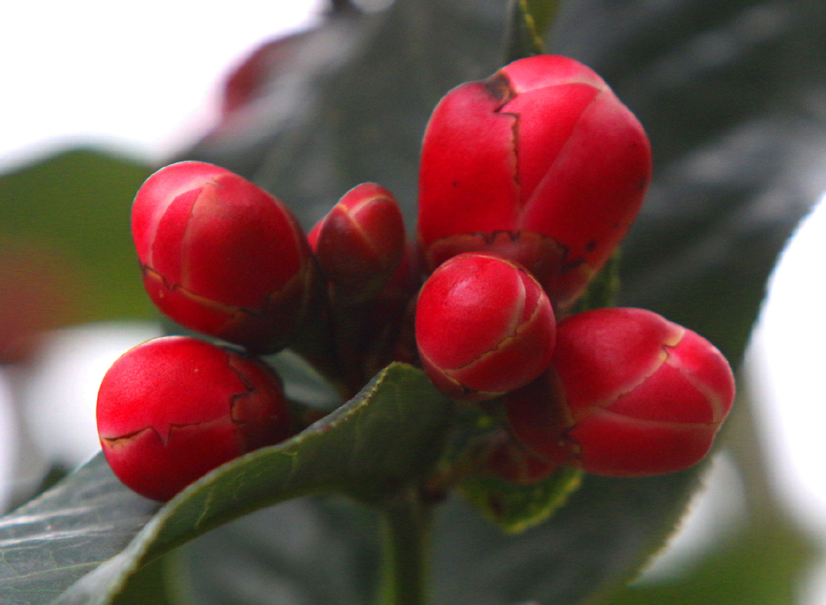 金茶花抱茎茶花花中极品金花俗称植物中的熊猫抱茎花