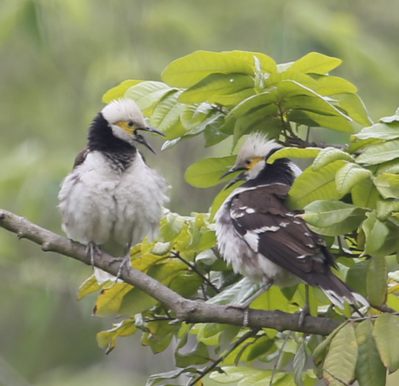 黑领椋鸟俗称花脖子轻歌曼舞