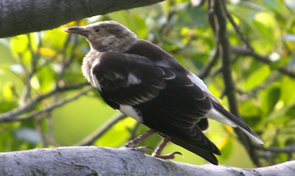 花脖子黑领椋鸟林中精灵累了在树冠上歇一会时而眯眼午休时间到了时而