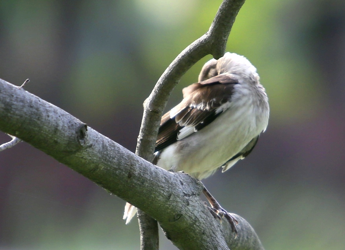 花脖子黑领椋鸟林中精灵累了在树冠上歇一会时而眯眼午休时间到了时而