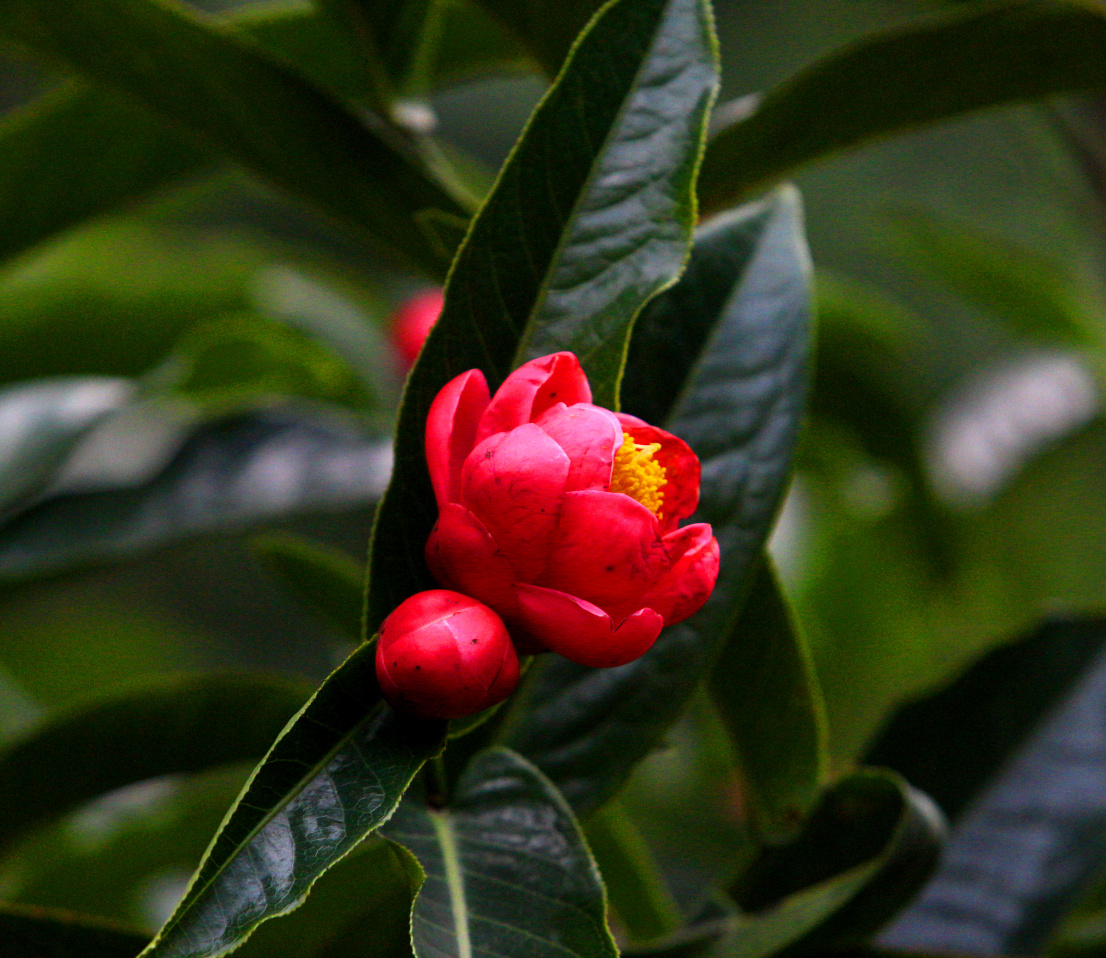 红宝石的抱茎茶花开在2020年不平凡岁月里武汉年初疫情考量中国人民
