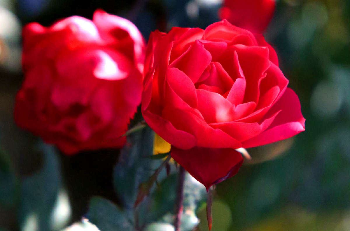 中国红红玫瑰一颗红心向着党中共百年奋斗史长存耀全球