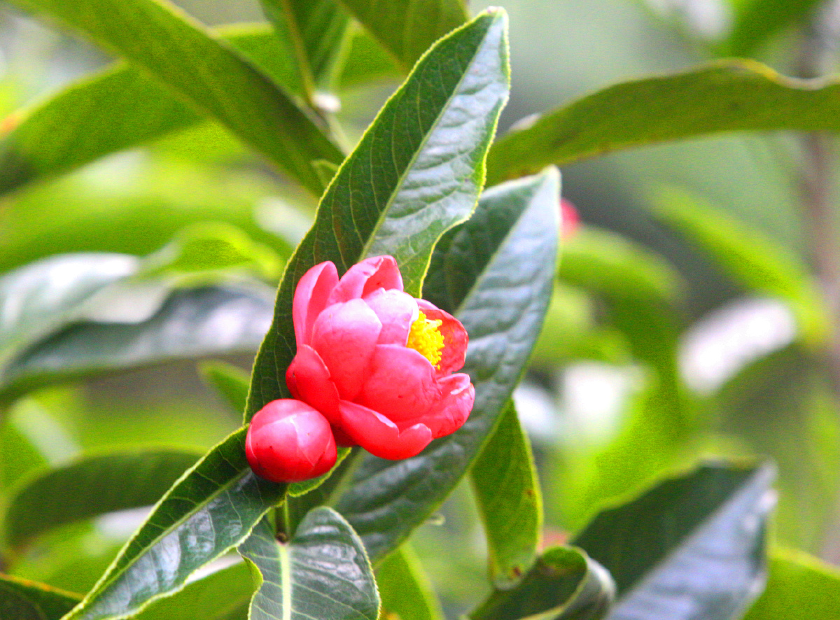 红宝石的抱茎茶花开在2020年不平凡岁月里武汉年初疫情考量中国人民