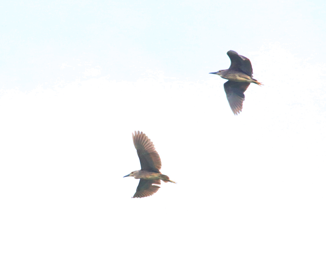 跃动飞翔公园夜鹭