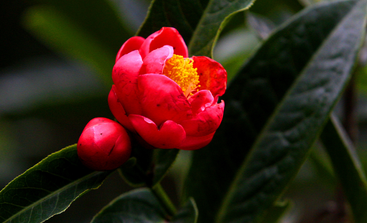 红宝石的抱茎茶花开在2020年不平凡岁月里武汉年初疫情考量中国人民