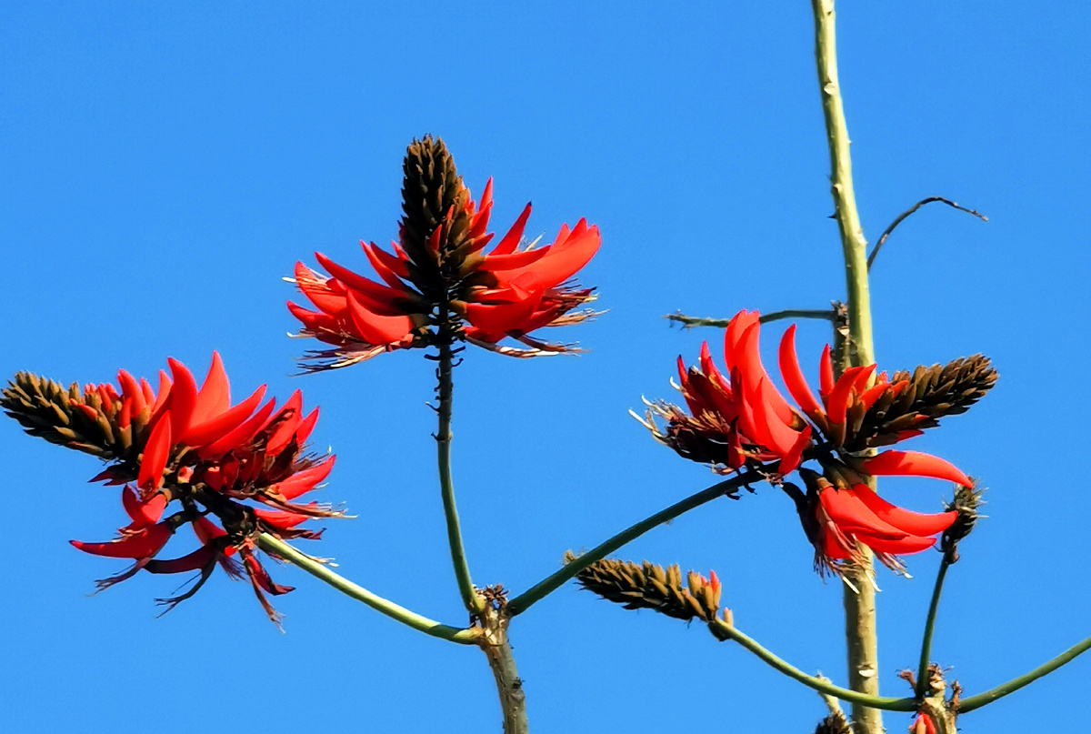 刺桐红泉州市花冬春交替时节开得格外娇媚和闽南红交相呼应