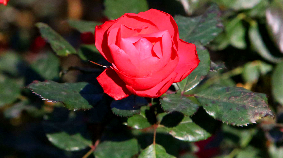 中国红红玫瑰一颗红心向着党中共百年奋斗史长存耀全球