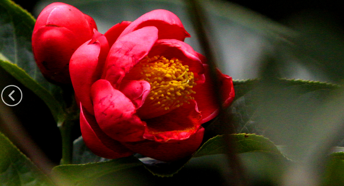 红珍珠茶花中极品