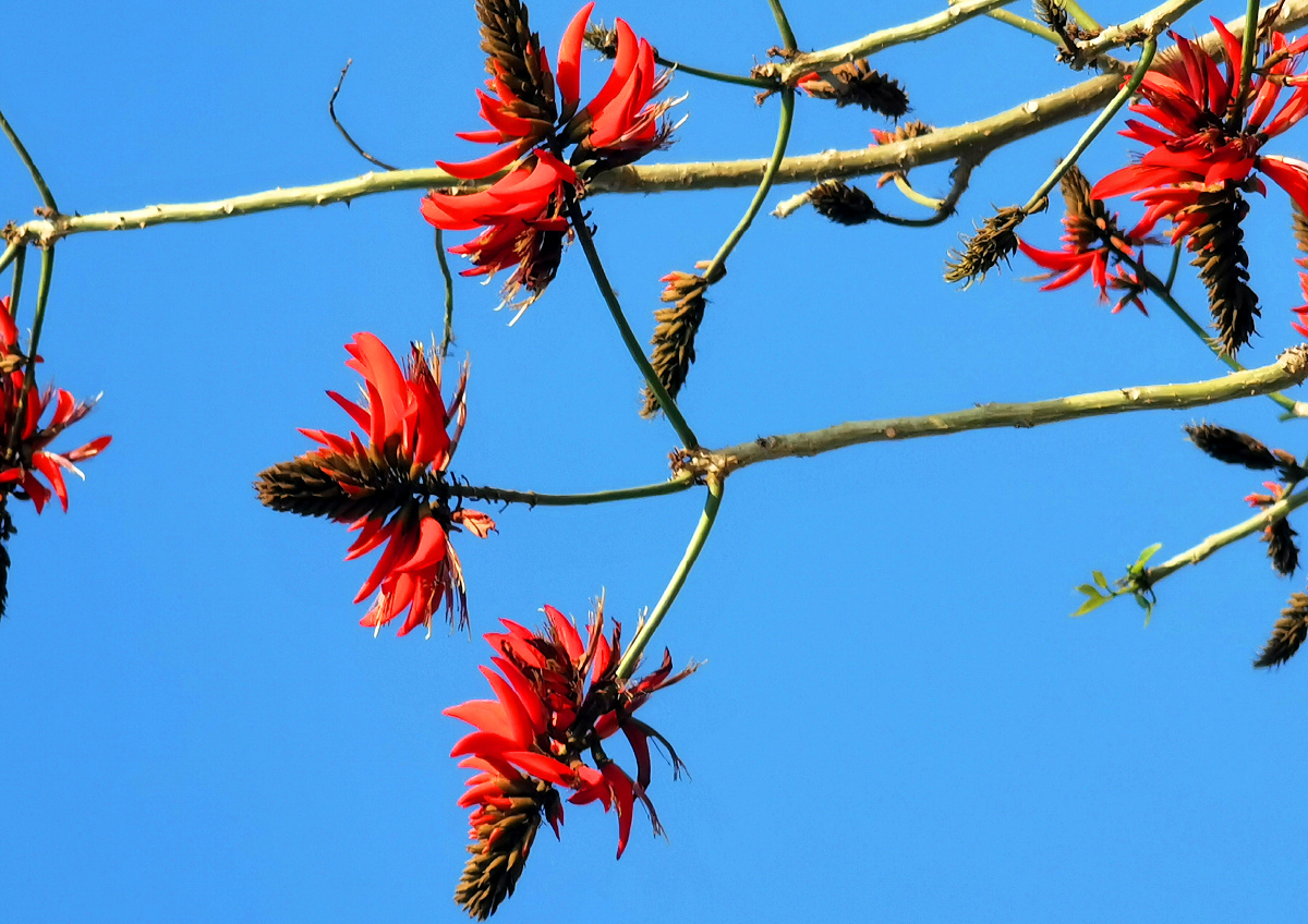 刺桐红泉州市花冬春交替时节开得格外娇媚和闽南红交相呼应