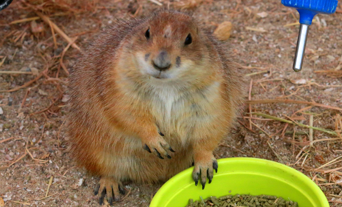 草原土拨鼠可爱精灵
