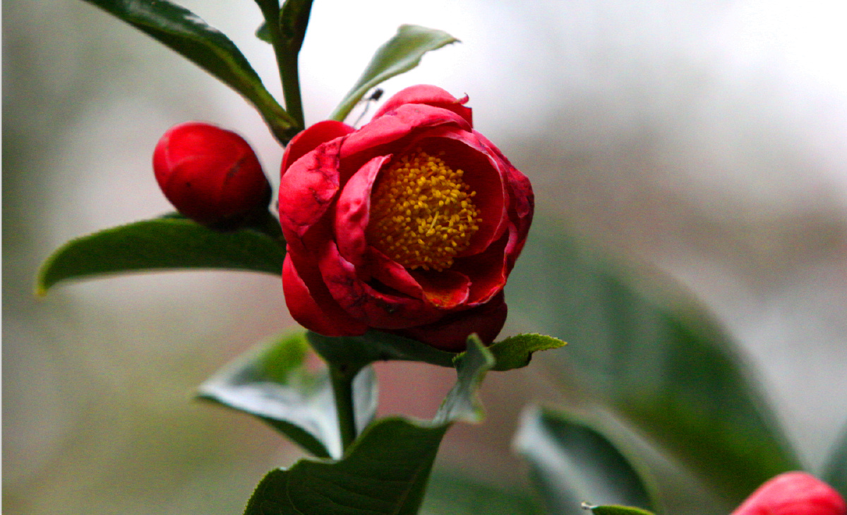 红宝石的抱茎茶花开在2020年不平凡岁月里武汉年初疫情考量中国人民