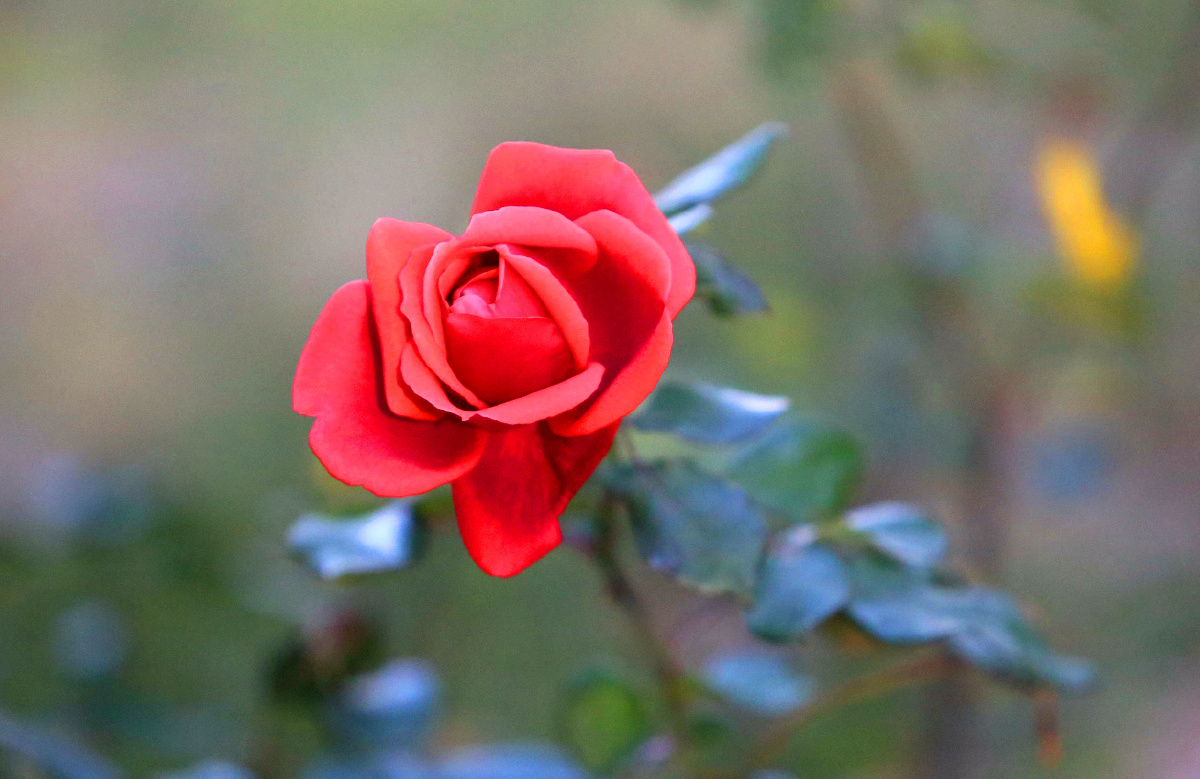 中国红红玫瑰一颗红心向着党中共百年奋斗史长存耀全球