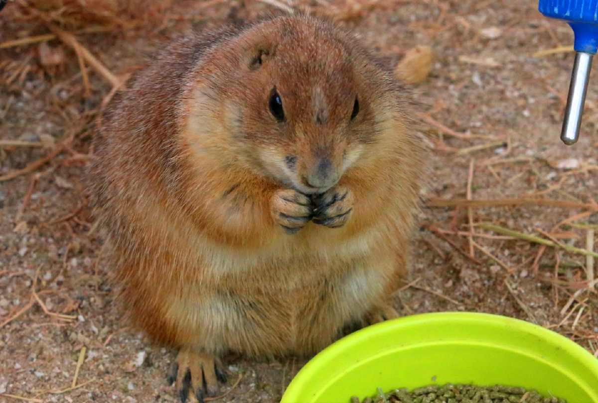 草原土拨鼠可爱精灵