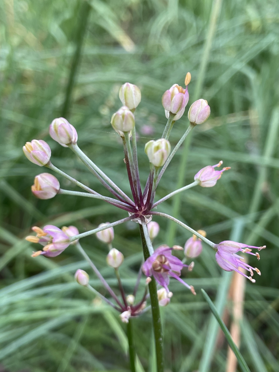 可知此乃野葱花