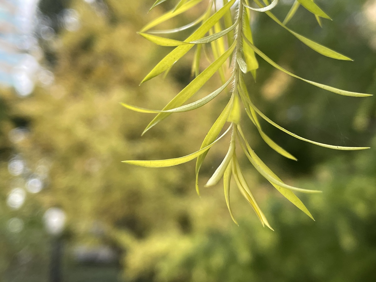 黄金串钱柳曼妙嫩枝色