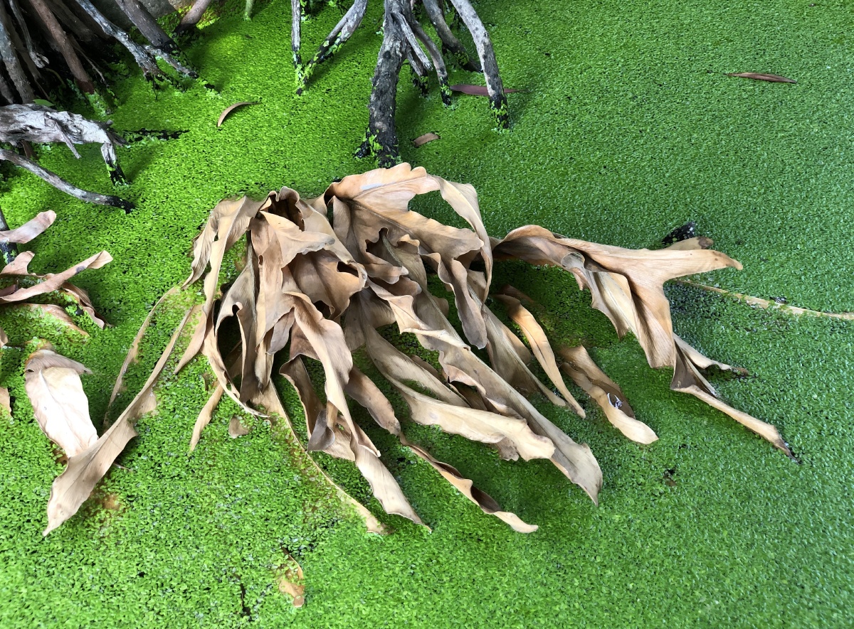 无根浮萍也似画美