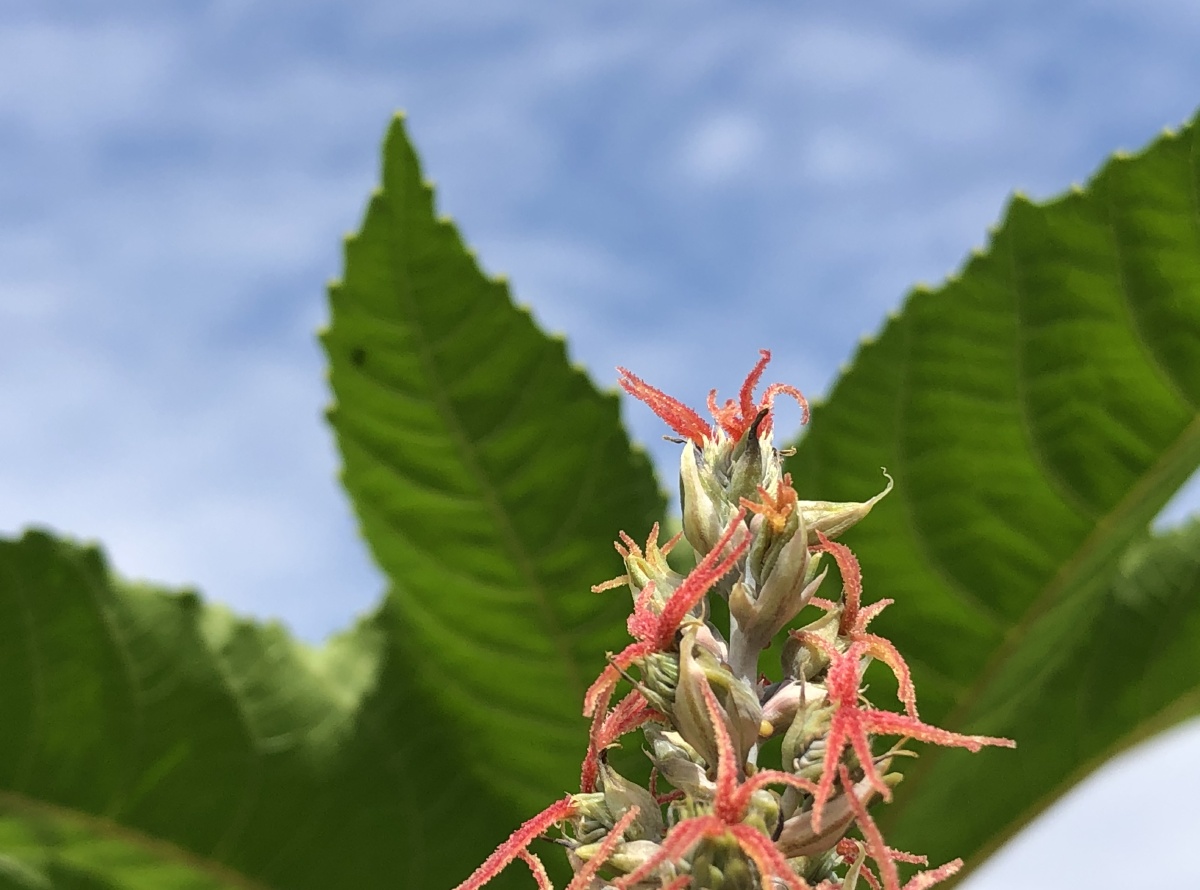 蓝天下的蓖麻花